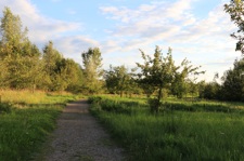 Baum
